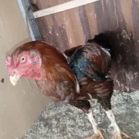 خروس لاری ۱۵ ماه