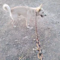 سگم گم شده پاکوتاه سفیدنر۰