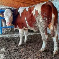 خریدوفروش بهترین گوساله های سیمنتال اصیل|حیوانات مزرعه|میانه, |دیوار