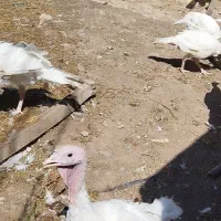 بوقلمون ارگانیک گوشتی|حیوانات مزرعه|خورش رستم, |دیوار