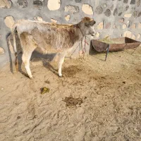 گاو تلیسه و گوساله|حیوانات مزرعه|ماکو, |دیوار