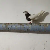 کبوتر طوقی هفرنگ و دم سفید و دوکت و بلژیکی|پرنده|رشت, جماران|دیوار