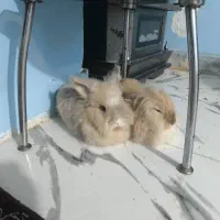 فروش دو خرگوش لوپ و لوپ جرسی|موش و خرگوش|بوشهر, |دیوار