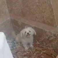 شیتزو سوپر فلت سایز کوچک