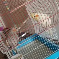 عروس هلندی نطفه دار