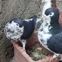 ساده سیاه عروسک