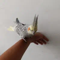 دو عروس هلندی دستی|پرنده|قدس, شهرقدس|دیوار