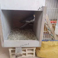 عروس هلندی مولد