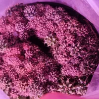 کاکتوس ژمینو میهانویچی خزانه