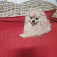 سگ پامر اصل اصل