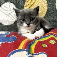 گربه اسکاتیش