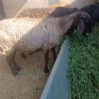 میش بره