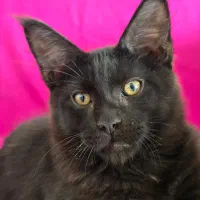 گربه خاص مین کون|گربه|تهران, چیذر|دیوار