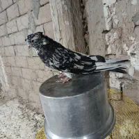 سلام سرور نر فروشی