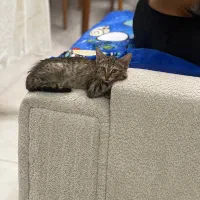 گربه (۲ ماهه)