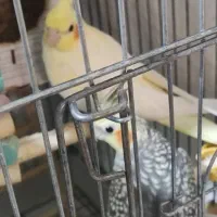 جوجه عروس هلندی|پرنده|وحیدیه, |دیوار