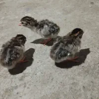 جوجه مرغ شاخدار
