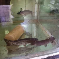 ماهی کت چوبی