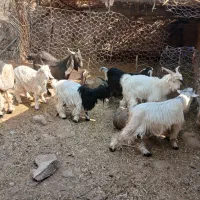 ۱۱۱|حیوانات مزرعه|مسجد سلیمان, |دیوار