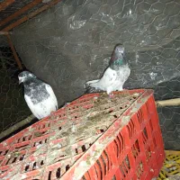 کبوتر طوقی اصل پاکستان|پرنده|چوبر, |دیوار