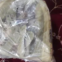 پوتین و لباس خاکی|کیف، کفش، کمربند|زاهدان, |دیوار