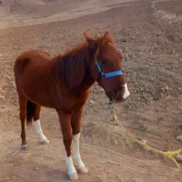 کره‌اسب‌نر‌