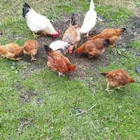 مرغ و خروس محلی