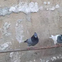 فروش یک جفت طوقی و یک ماده سبز