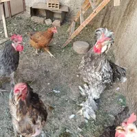 فروش ۴ مرغ و ۱ خروس سلطان|حیوانات مزرعه|اصفهان, فردوان|دیوار