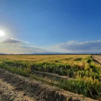 فروش زمین کشاورزی حاجی آباد روستای شهدادی