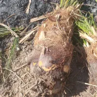 برحی اصل با ضمانت|خدمات باغبانی و درختکاری|سعدآباد, |دیوار