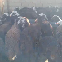 بره نروماده افشاری قزل|حیوانات مزرعه|گیان, |دیوار