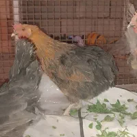 مرغ محلی|پرنده|گنبکی, |دیوار