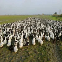 فروش اردک با تغذیه در شالیزار|حیوانات مزرعه|بهنمیر, |دیوار