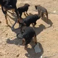 توله جرمن|سگ|شیراز, قدوسی غربی|دیوار