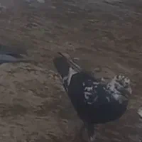 کفتر بزک گم شده