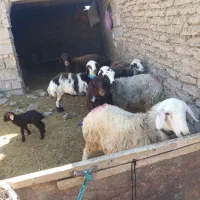 بره ماده بروجردی|حیوانات مزرعه|زاوه, |دیوار