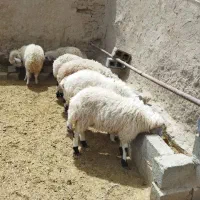 بره چاق گوشتی بره ماده بره مناسب پروار