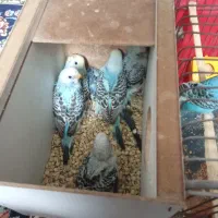 فزوش ۸عدد جوجه مرغ عشق سلاکی|پرنده|یزد, |دیوار