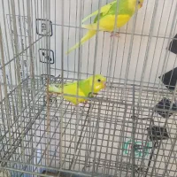 فروش یک جفت مرغ عشق