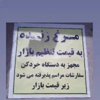 مرغ زنده