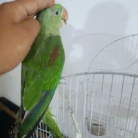 جوجه شاه طوطی|پرنده|صابری, |دیوار
