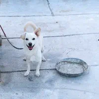 پیدا شده|سگ|مرودشت, شهرک مهدیه|دیوار