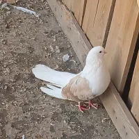 کبوتر|پرنده|کبودرآهنگ, |دیوار