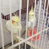 جفت عروس هلندی کارداده با قفس و لوازم