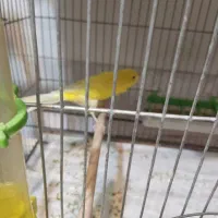 قناری کشیده بلند