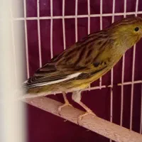 قناری|پرنده|قم, شهرک فاطمیه|دیوار