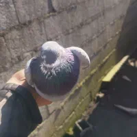 کبوتر پرشی|پرنده|رودسر, |دیوار