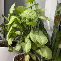 گل و گیاه|گل و گیاه طبیعی|اهواز, کوی باهنر|دیوار