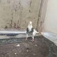 طوقی